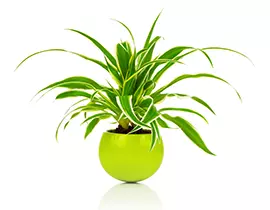 Rönsylilja aina valikoimissamme!