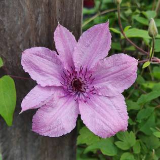 Jalokärhö/loistokärhö 'Hagley Hybrid', 2 L - Kärhöt - 6430028121540 - 1