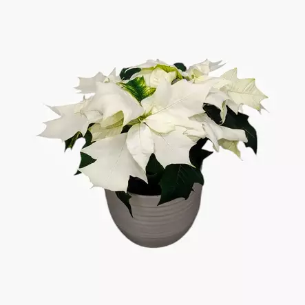 Joulutähti monilatva S, kotimainen - Joulukukat ja -kasvit - 8713626222030 - 1