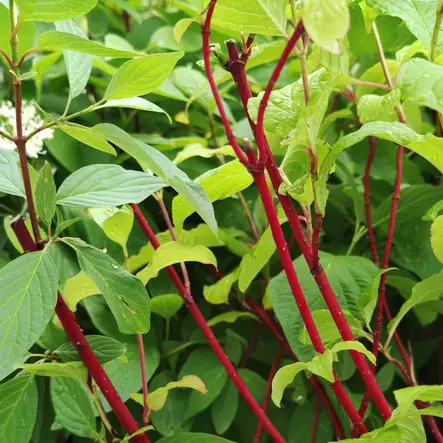 Korallikanukka 'Sibirica' 3 L - Kanukat/heidet/kuusamat/pajut - 6419127300230 - 1