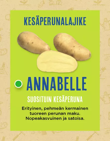 Siemenperuna Annabelle 2,5 kg - Varhaisperunat - 6420617360740 - 1