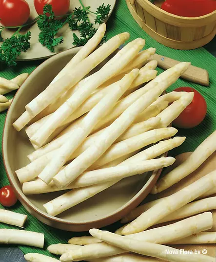 Tankoparsa 'Gijnlim', 10 juurakkoa/pussi - Juurakot - 7395180091010 - 1