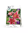 Idänlilja 'Stargazer', Nelson Garden - Kukkasipulit - 7312600731400 - 1