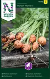 Kesäporkkana 'Pariser Markt' siemen, Nelson Garden - Vihannesten siemenet - 7312600907980 - 1