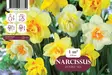 Tarhanarsissi kerrottu sekoitus 20 kpl - Syyssipulit - 8711148233350 - 1