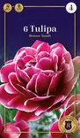 Tarhatulppaani 'Dream Touch' 6 kpl - Syyssipulit - 8711148244080 - 1