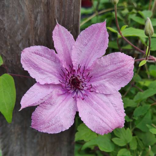 Jalokärhö/loistokärhö 'Hagley Hybrid', 2 L - Kärhöt - 6430028121540 - 1