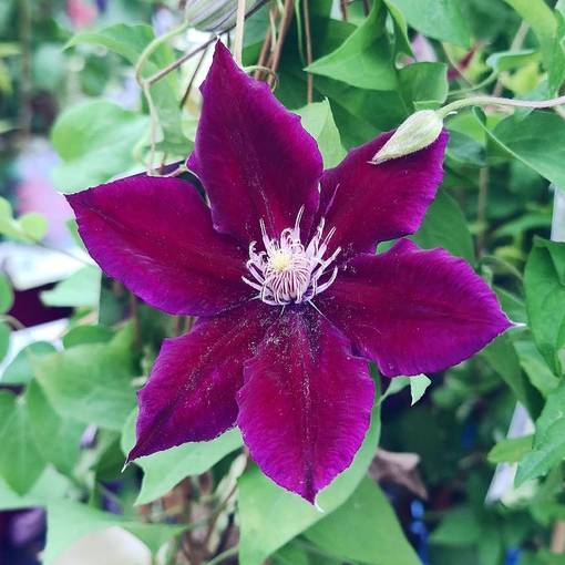 Jalokärhö/loistokärhö 'Julka', 2 L - Kärhöt - 6430077651630 - 1