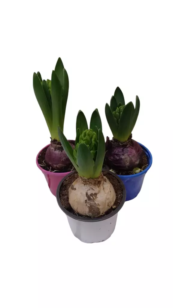 Jouluhyasintti kotimainen - Joulukukat ja -kasvit - 8717191021230 - 1