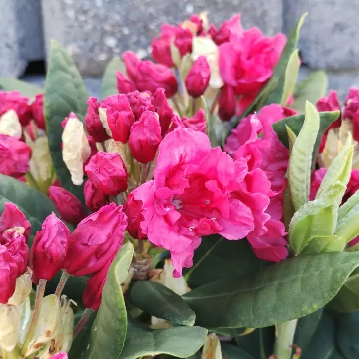 Alppiruusu 'Double Kiss', 5 L - Alppiruusut - 6430028120550 - 1