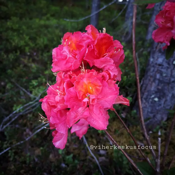 Atsalea Knap Hill -Ryhmä 'Juanita' 5 L - Atsaleat - 6430077650350 - 1