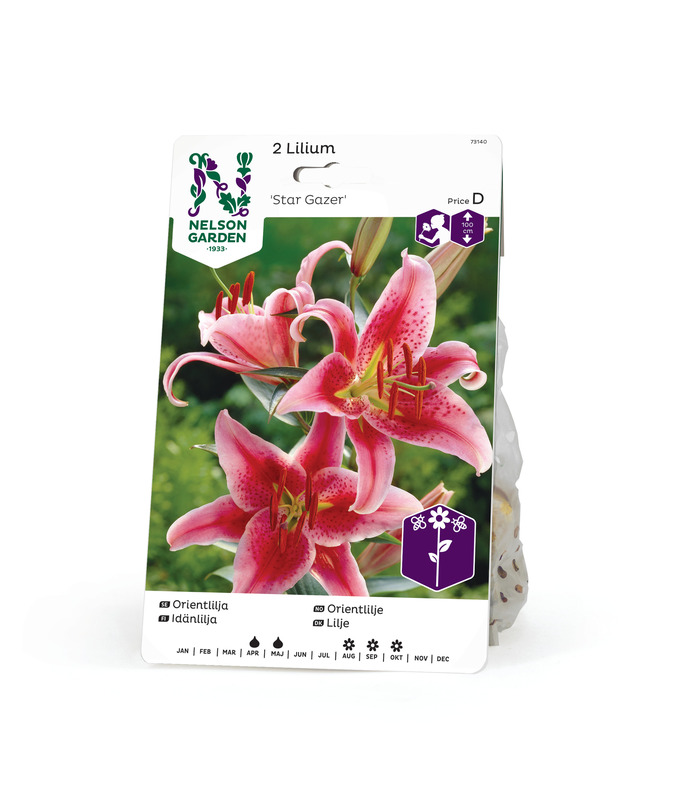 Idänlilja 'Stargazer', Nelson Garden - Kukkasipulit - 7312600731400 - 1