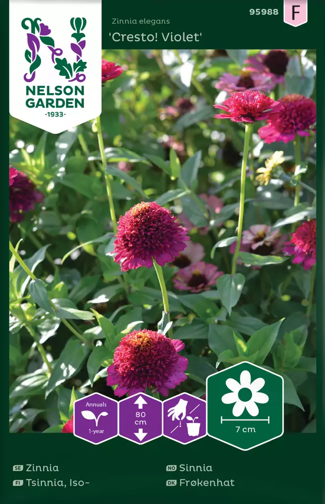 Isotsinnia 'Cresto! Violet' siemen, Nelson Garden - Kukkien siemenet - 7312600959880 - 1