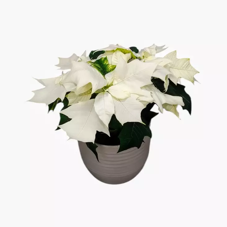 Joulutähti monilatva S, kotimainen - Joulukukat ja -kasvit - 8713626222030 - 1