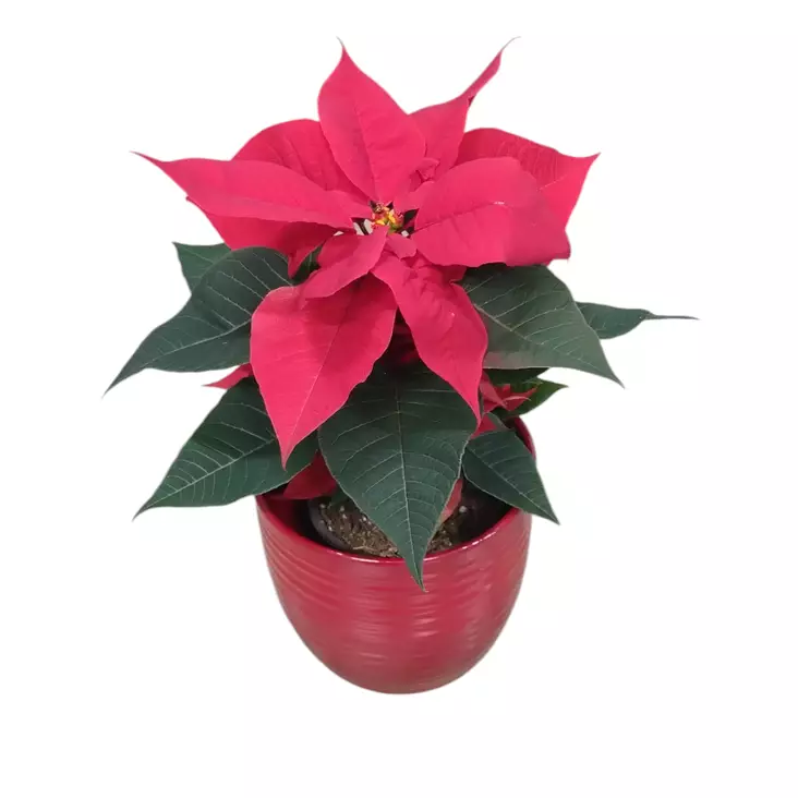 Joulutähti yksilatva S, kotimainen - Joulukukat ja -kasvit - 8713626222000 - 1