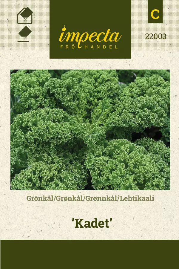 Lehtikaali 'Kadet', siemen, Impecta - Vihannesten siemenet - 7332756220030 - 1