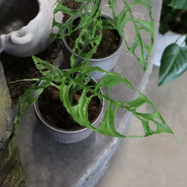 Menninkäisenlehti, Monstera obliqua P12 - Vehkat ja peikonlehdet - 8713627774650 - 1