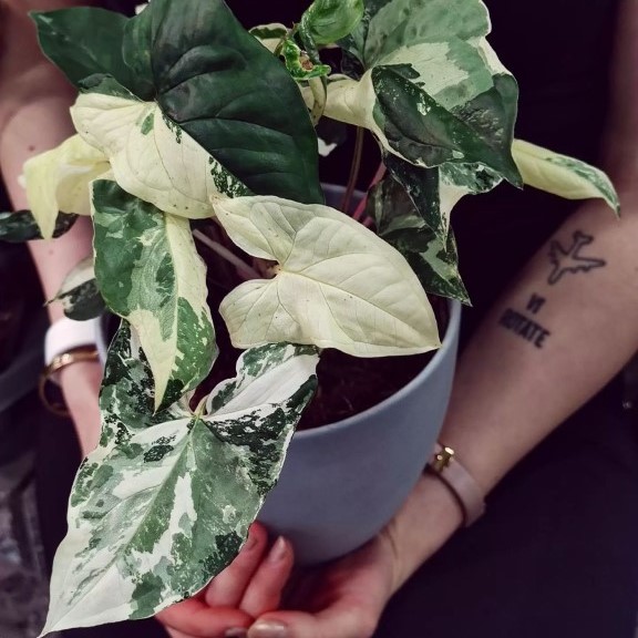 Muulinkultakorva 'Variegata', P15 - Erikoiskasvit ja muut viherkasvit - 87136261188990 - 1
