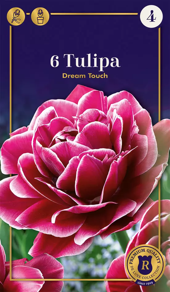 Tarhatulppaani 'Dream Touch' 6 kpl - Syyssipulit - 8711148244080 - 1