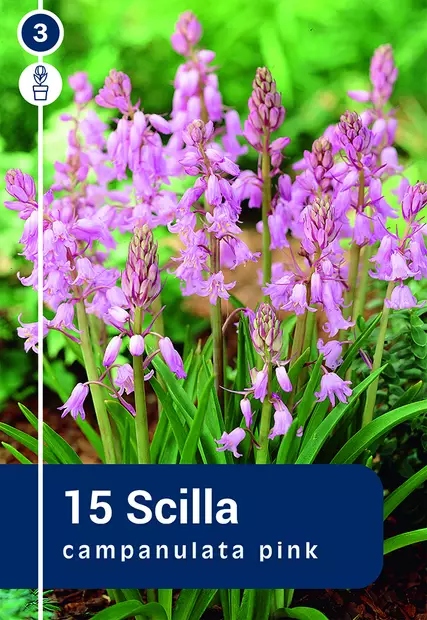 Espanjansinililja 'Pink' 15 kpl - Syyssipulit - 8711148235071 - 1
