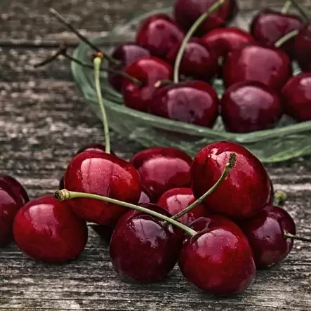 Makeakirsikkapuu 'Leningradin Musta' - Kirsikkapuut, persikkapuut - 6419344140251 - 1