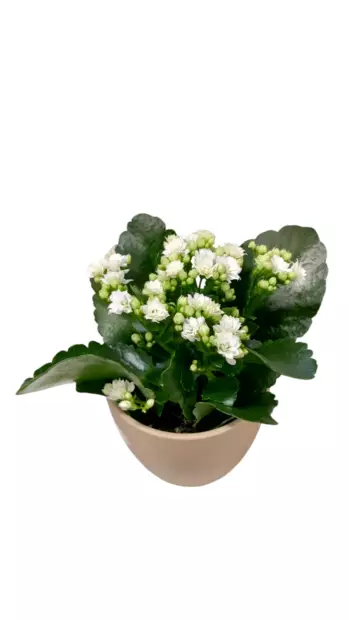 Tulilatva 9 cm - Joulukukat ja -kasvit - 8713626844451 - 2