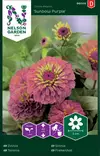 Isotsinnia 'Sunbow Purple' siemen, Nelson Garden - Kukkien siemenet - 7312600960091 - 1