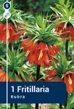Keisarinpikarililja 'Rubra' 1 kpl - Kukkasipulit - 8711148315421 - 1