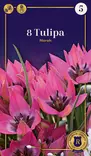 Tähtitulppaani 'Norah' 8 kpl - Syyssipulit - 8711148247371 - 1