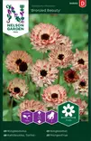 Tarhakehäkukka 'Bronzed Beauty' siemen, Nelson Garden - Kukkien siemenet - 7312600948921 - 1