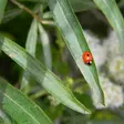 Tyrnipoika 'Tarmo', 2 L - Tyrnit - 6430025006031 - 1