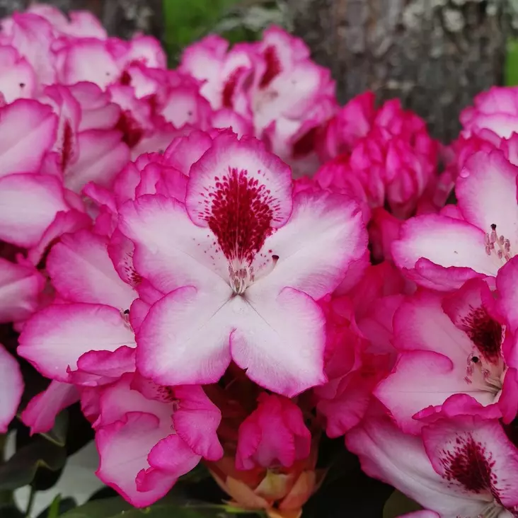 Alppiruusu 'Hachmann's Charmant', 5 L - Alppiruusut - 6430028124831 - 1