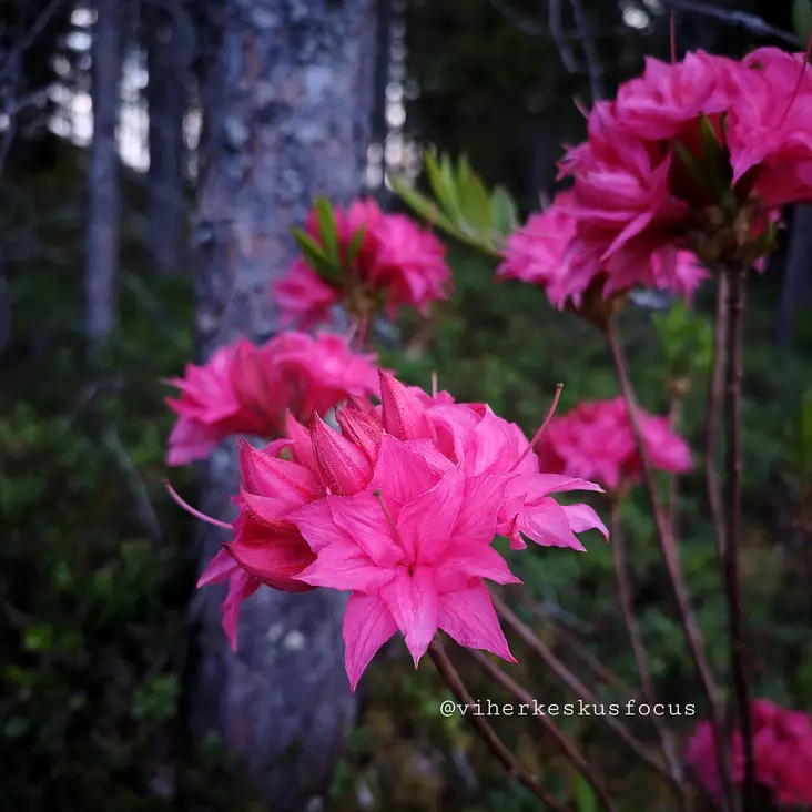 Atsalea Knap Hill-Ryhmä 'Homebush' 5 L - Atsaleat - 6430028121021 - 1