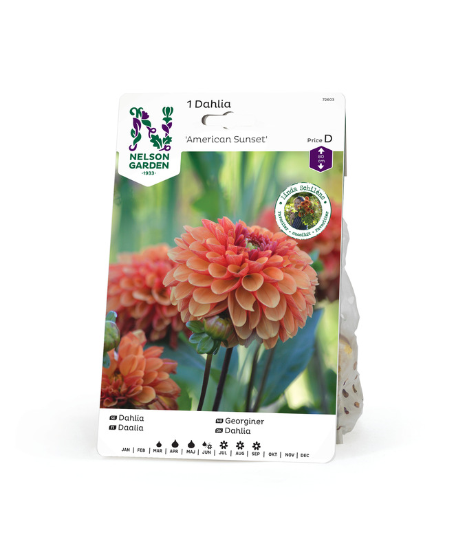 Daalia 'American Sunset', Nelson Garden - Kukkasipulit - 7312600726031 - 1