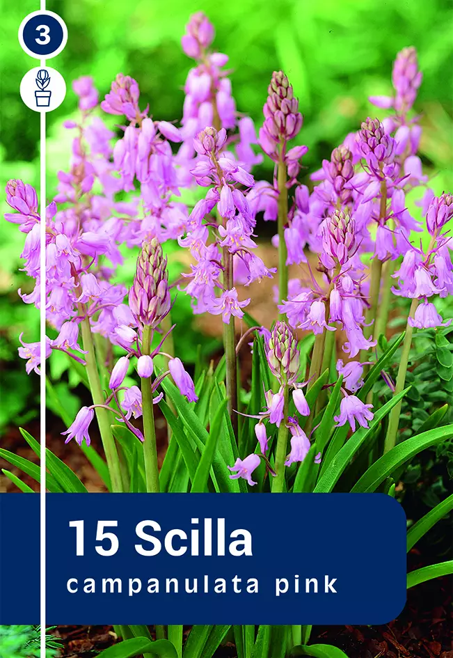 Espanjansinililja 'Pink' 15 kpl - Syyssipulit - 8711148235071 - 1