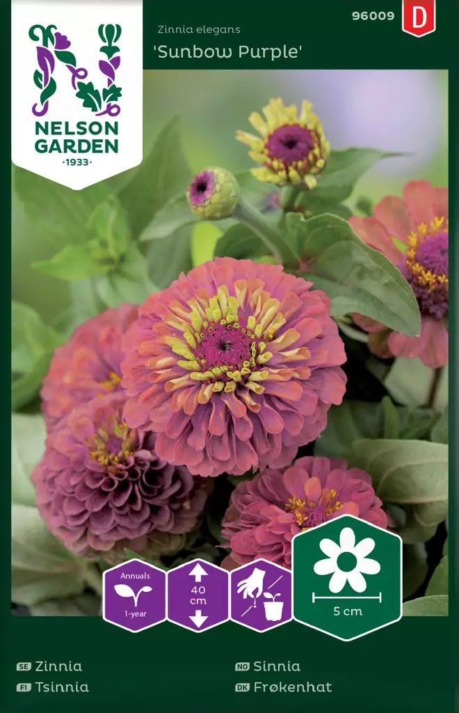 Isotsinnia 'Sunbow Purple' siemen, Nelson Garden - Kukkien siemenet - 7312600960091 - 1