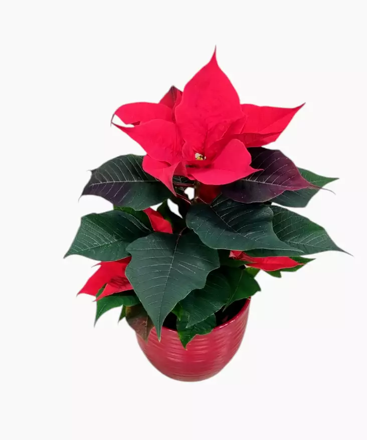 Joulutähti yksilatva L, kotimainen - Joulukukat ja -kasvit - 8713626222011 - 1