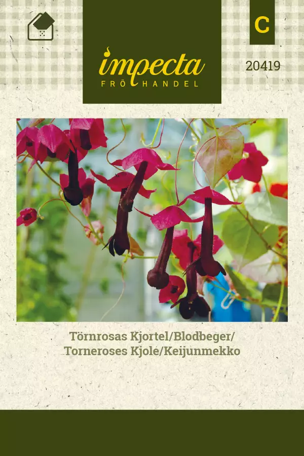 Keijunmekko, siemen, Impecta - Annossiemenet - 7332756204191 - 1