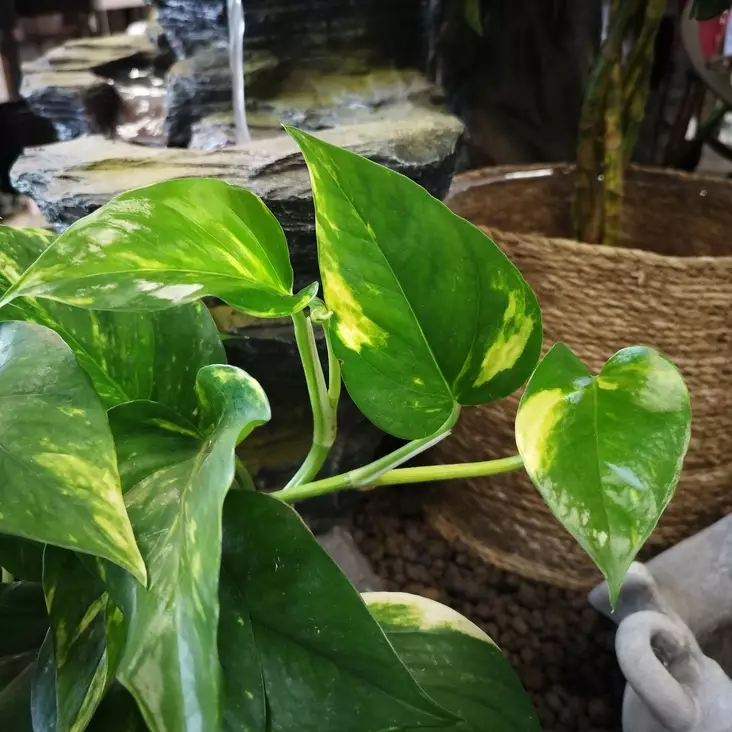 Kultaköynnös 'Aureum', P12 - Amppeli- ja köynnöskasvit - 8713626356361 - 1