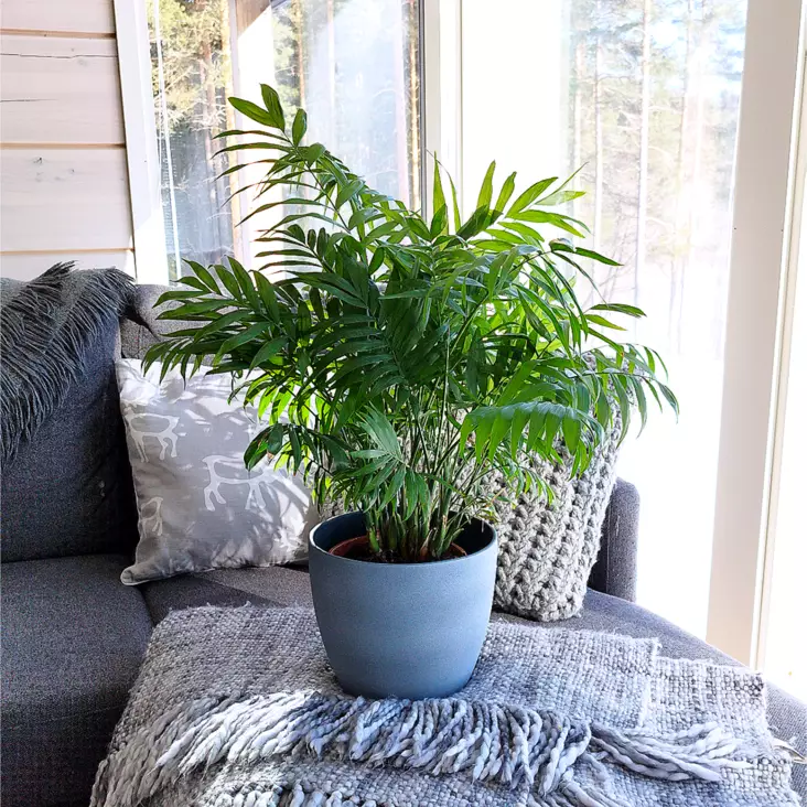 Sirovuoripalmu, P17 - Palmut, saniaiset ja rönsyliljat - 8713626662101 - 1