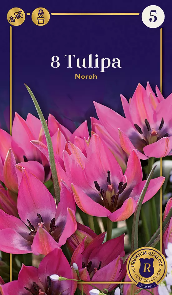 Tähtitulppaani 'Norah' 8 kpl - Syyssipulit - 8711148247371 - 1