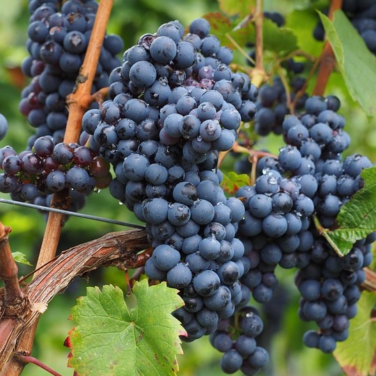 Tarhaojukkaviini 'Hazaine Sladkii' - Köynnöstävät satokasvit - 6419344220021 - 2