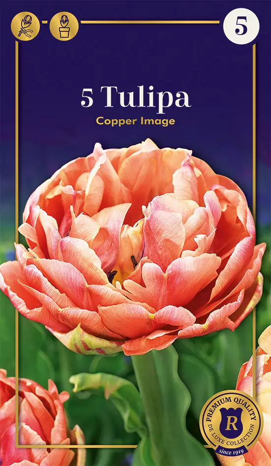 Tarhatulppaani 'Copper Image' 5 kpl - Syyssipulit - 8711148242451 - 1
