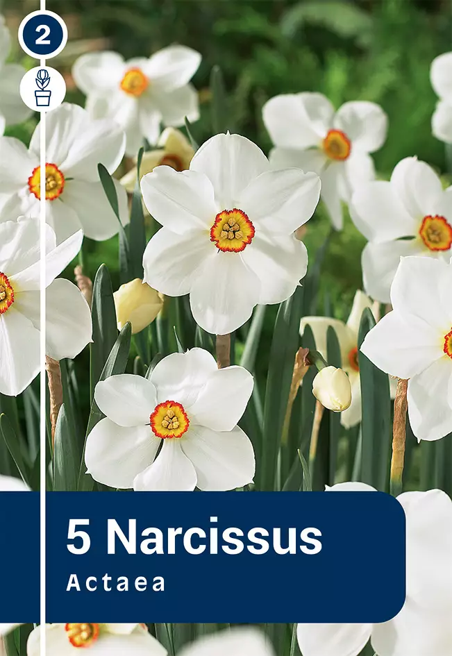 Valkonarsissi 'Actaea' 5 kpl - Syyssipulit - 8711148314561 - 1