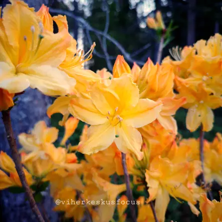 Atsalea Knap Hill -Ryhmä 'Sunte Nectarine' 5 L - Atsaleat - 6430028121052 - 1