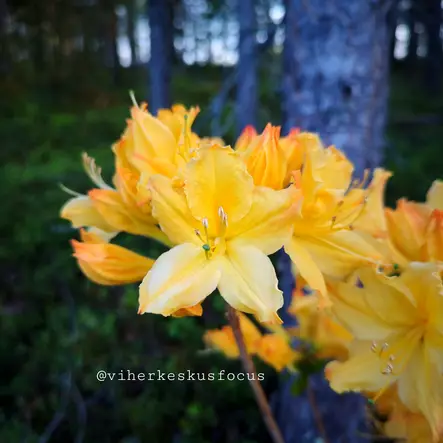 Atsalea Knap Hill -Ryhmä 'Sunte Nectarine' 5 L - Atsaleat - 6430028121052 - 2