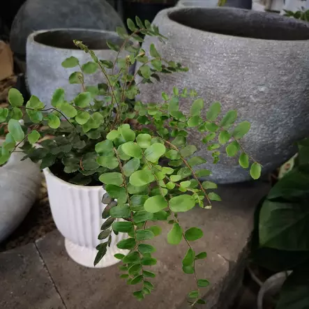 Nappipellea, P12 - Saniaiset/sanikkaiset - 8713626116402 - 1