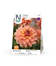 Daalia 'Nicohlas', Nelson Garden - Kukkasipulit - 7312600726352 - 1
