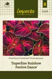 Värinokkonen 'Superfine Rainbow Festive Dance', siemen, Impecta - Annossiemenet - 7332756210062 - 1