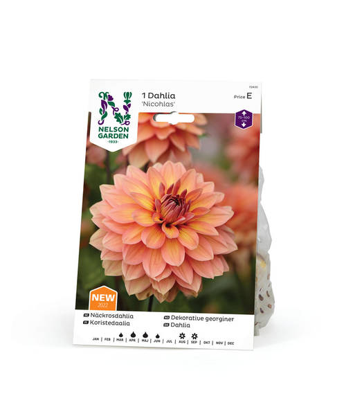 Daalia 'Nicohlas', Nelson Garden - Kukkasipulit - 7312600726352 - 1